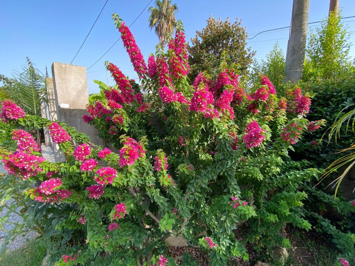 Alto Giardino Διαμέρισμα Zambrone Εξωτερικό φωτογραφία