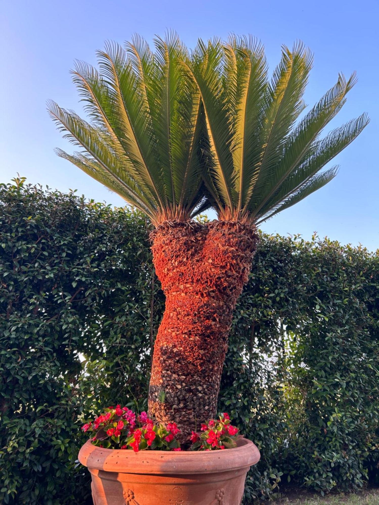 Alto Giardino Διαμέρισμα Zambrone Εξωτερικό φωτογραφία