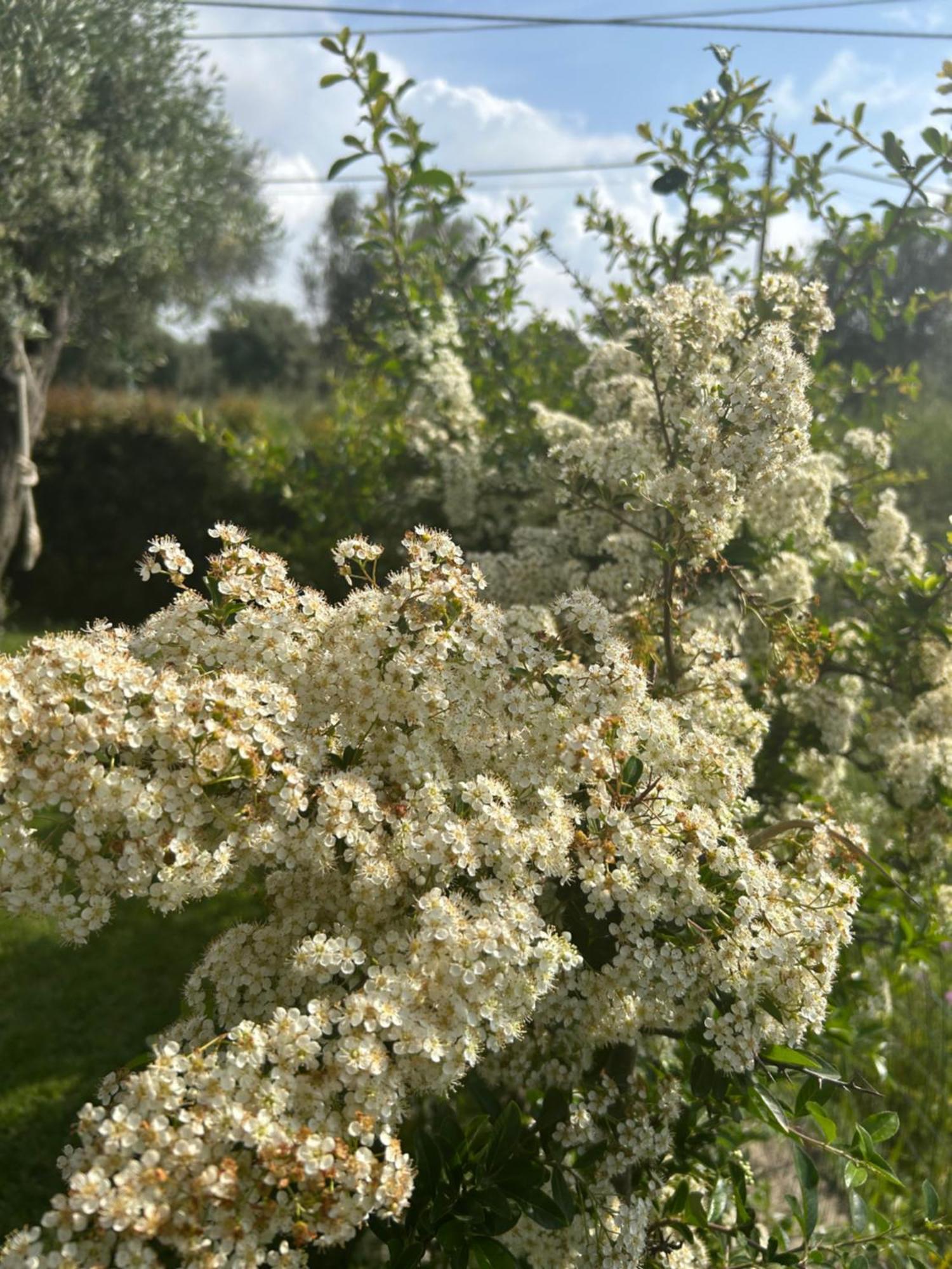 Alto Giardino Διαμέρισμα Zambrone Εξωτερικό φωτογραφία
